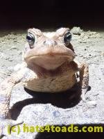 /home//u458753944/public_html/sourcegallery//////////Roxborough Toad Detour/2022/2022-03-19/P3190901.JPG